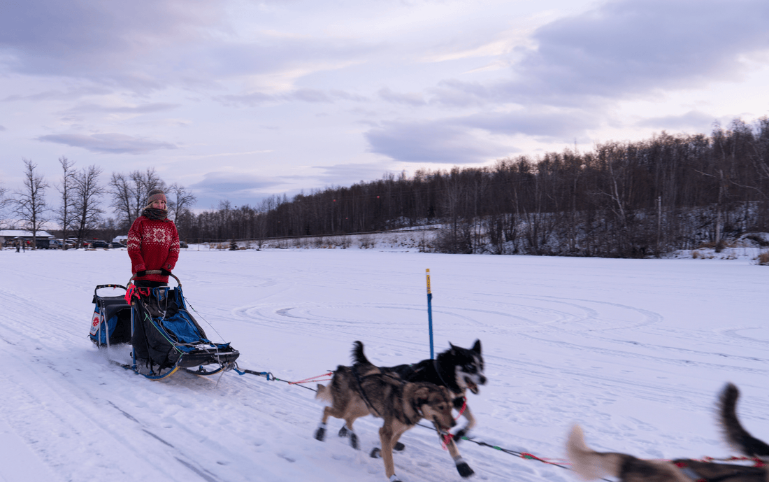 Dog Sledding at an Iditarod Kennel in Alaska: What Actually Happens - Hasan Akbas Fine Art
