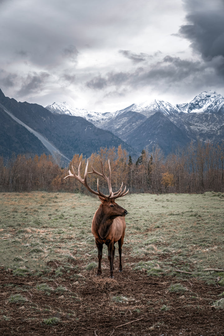 Male elk at a Reindeer Farm in Alaska — wildlife encounter on Day 2