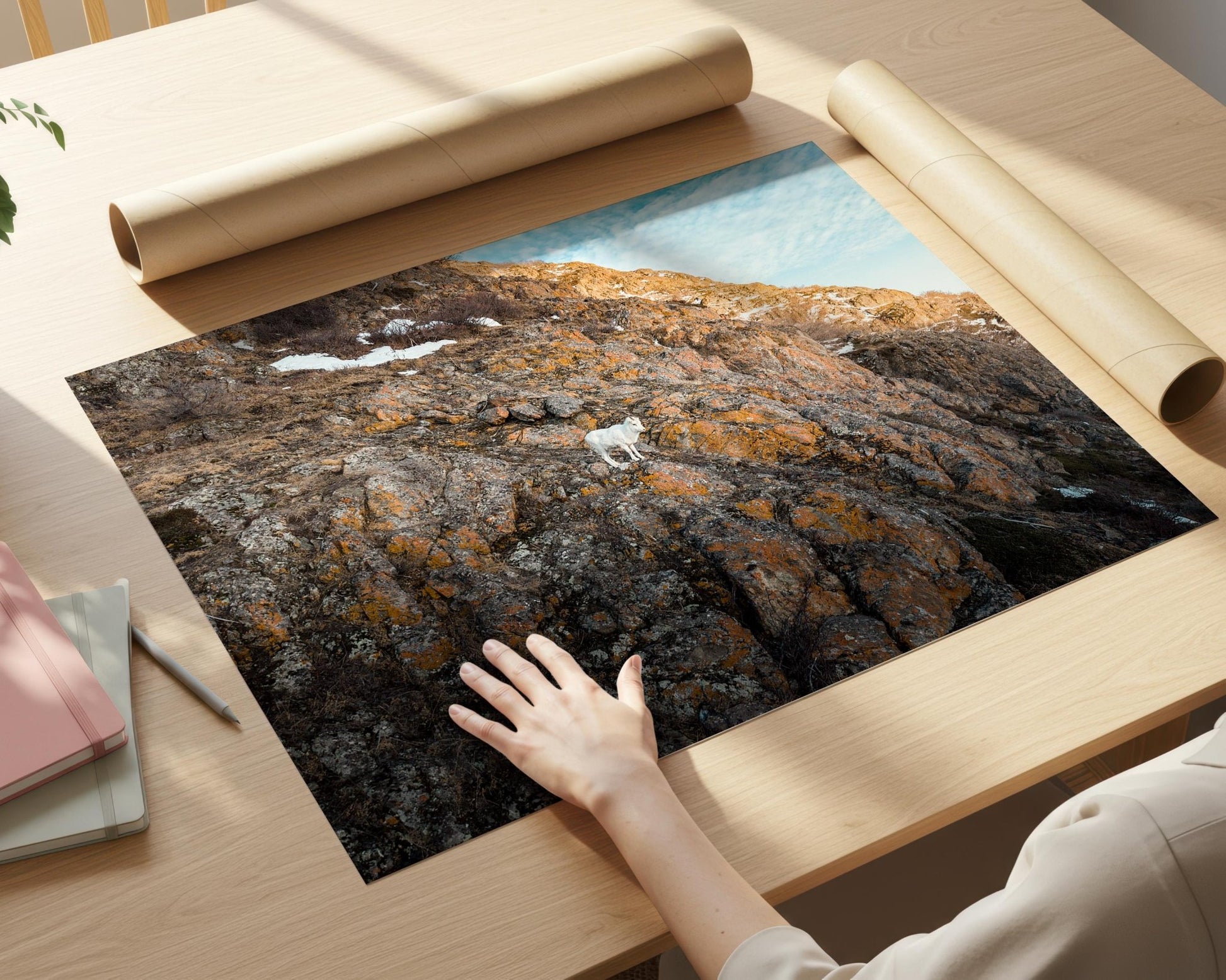 Alaska Mountain Goat Art - Wildlife Wall Art Print | Snowy Cliff Photography - Hasan Akbas Fine Art