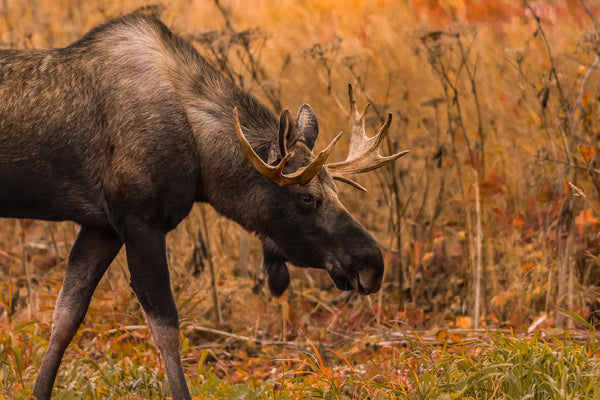 Bull moose walking through the Alaskan wilderness