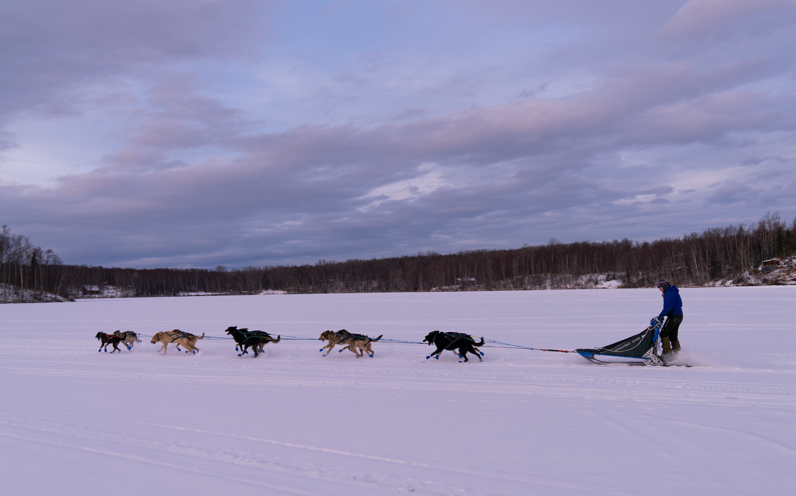Dog sledding at full speed through the Alaskan wilderness