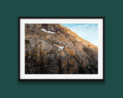 Alaska Mountain Goat Art - Wildlife Wall Art Print | Snowy Cliff Photography - Hasan Akbas Fine Art