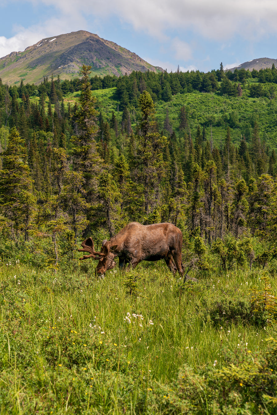 Moose grazing on an Anchorage mountain slope — a final Alaska morning