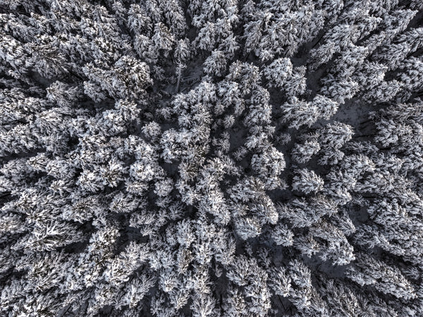 Drone view over snow-covered forest in Alaska — winter wilderness from above